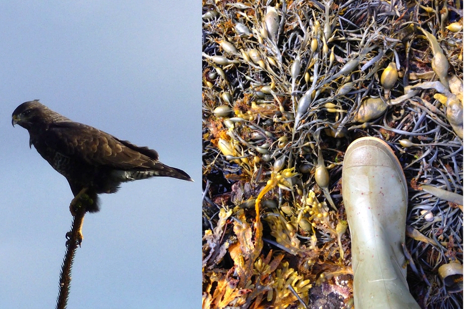 Buzzard (Buteo buteo) and bladder wrack